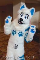 Phoenix Wolf! by Storm_Coyfolf -- Fur Affinity [dot] net