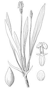 Image result for Plantago