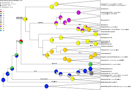 Image result for Tridactyle scottellii