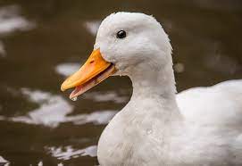 According to the cornell university college of veterinary medicine, the minimum necessary floor space for pekin duck maintenance is 3 square feet per adult, but this requirement is for commercial duck rearing. Philippines Pekin Duck Producer Unlocks Dubai