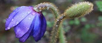 The national flag of the dominican republic comprises a centered white cross that extends to the edges and divides the flag into four rectangles. National Symbols Tourism Council Of Bhutan