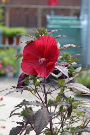 Image result for Hibiscus meyeri