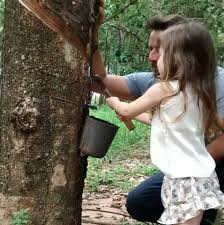 Check spelling or type a new query. Estancia Helena Heveicultura Rubber Tree Pokok Getah à¸• à¸™à¸¢à¸²à¸‡à¸žà¸²à¸£à¸² Photos Facebook