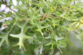 Image result for Quercus palustris