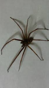 A false widow spider's bite usually only cause minor irritation. Gillingham Girl Bitten By Uk S Most Venomous Spider The False Widow Amid Surge In Reported Sightings Across Kent