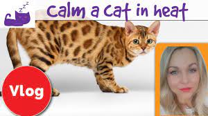 See full list on wikihow.com How To Calm A Cat In Heat Youtube