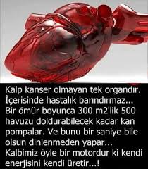 Berra Adli Kullanicinin Bilgi Panosundaki Pin Bilgi Biliyor Muydunuz Bilgi Karti