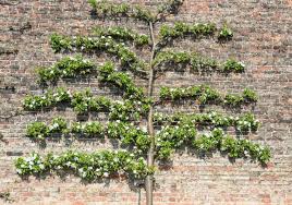 Has been added to your cart. Espalier Trees Plants Espaliering The Old Farmer S Almanac