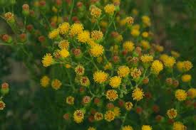 Image result for Jacobaea