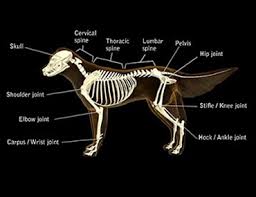 Dog Hip Pain And Bone Diseases Causing Joint And Leg Pain And Limping In Growing Canines