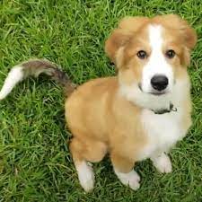 Golden retriever bernese mountain dog mix puppies. Bernese Mountain Dog Golden Retriever Mix Overview And Photos Bernese Love