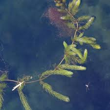 Image result for Ceratophyllum