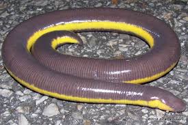 Black And Yellow Striped Millipede Yellow Striped Caecilian Yellow Stripes Amphibians Yellow