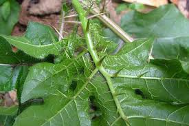 Image result for Solanum capsicoides