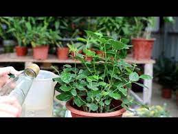 茉莉花浇水 这两点做到 恰当 次年花量翻倍 youtube herbs plants green