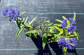 Image result for Caryopteris odorata