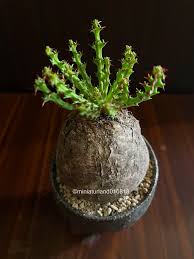 Image result for Euphorbia fanshawei