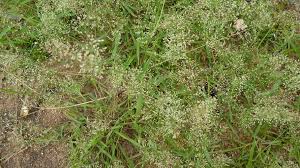 Image result for Eragrostis arenicola