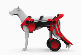Dog Wheelchair Dogramp Kopek Yurutec Hayvanlar