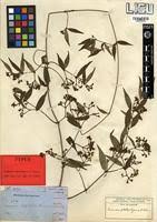 Image result for Secamone africana