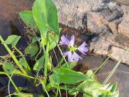 Image result for Monochoria