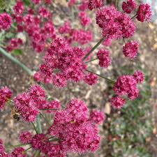 Image result for Eriospermum roseum