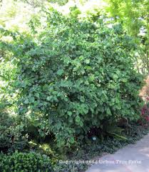 Image result for Grewia avellana