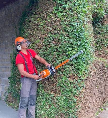 Hedge pruned to a level shape in DA3