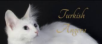 See more ideas about turkish angora cat, angora cats, cats. Turkish Angora The Cat Fanciers Association Inc