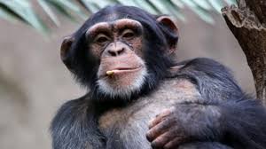 25 обманчиво милых, но опасных животных