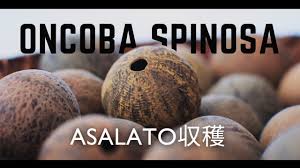 Image result for Oncoba