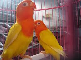 Mengetahui Cara Perawatan Breeding Lovebird Lutino Burung Cantik Burung Jalak