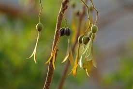 Image result for Gyrocarpus