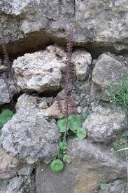 Image result for Umbilicus botryoides