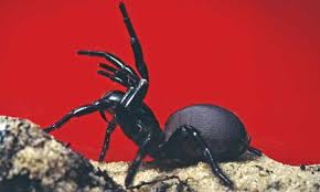 They rarely bite humans, and when disturbed, they usually try. You Call That A Deadly Spider Australia S Funnel Web Can Kill In 15 Minutes Australia News The Guardian