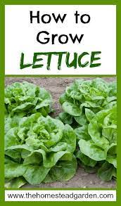 How To Grow Lettuce Growing Lettuce Lettuce Growing Veggies