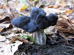 We did not find results for: Elfin Saddle