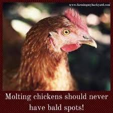 Their legs and skin color is yellow. Are Your Chickens Molting Here S What You Need To Know Farming My Backyard
