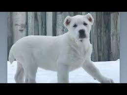 We will ship puppy all over the usa and world for extra fee.we have puppy parents on premises,you re welcome to come meet us. Central Asian Shepherd Alabai For Sale In India Youtube