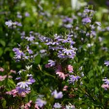 Image result for Scaevola