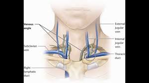 Intrinsic muscles of back and neck. Lymphatics Head Neck Youtube
