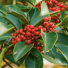 Image result for Pearsonia cajanifolia