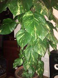 Anyone Know What Plant Is This Gardening Garden Diy Home Flowers Roses Nature Landscaping Horticulture Plants Plant Leaves Horticulture