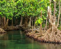 Environmentalists Outraged As Protected Florida Mangroves Razed For Boat Show Mangrove Forest Mangrove Types Of Forests