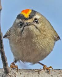 Birds That Start With Bu 13 4 Tys Otmetok Nravitsya 230 Kommentariev Emin Yogurtcuoglu Birddetective V Instagram Turkce English Photo Bu Randall Pat In 2020 Pet Birds Birds Animals