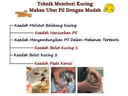 Dia selalu makan makanan yg masak krna klu mentah muntah.kucingku punya saudara yg namanya belang,karna warnanya bercampuran.kucingku berteman dng tupaiku yang namanya upi mrk tmn baik. Teknik Memberi Kucing Makan Geli Geli Kucing Taiping Facebook