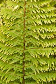 Image result for Nephrolepidaceae