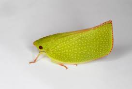 Image result for Tinnea apiculata