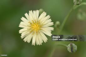 Image result for Lactuca indica