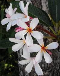 Plumeria Obtusa Dwarf Singapore Pink With More And More Gardeners Worlwide Particularly In The Temperate Growing Zones Star Plumeria Care Plumeria Plants